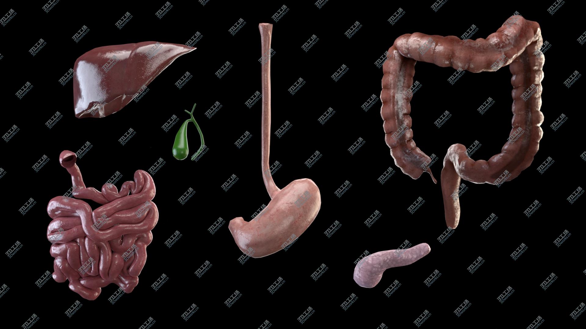 images/goods_img/202104093/Digestive system 3D model/5.jpg